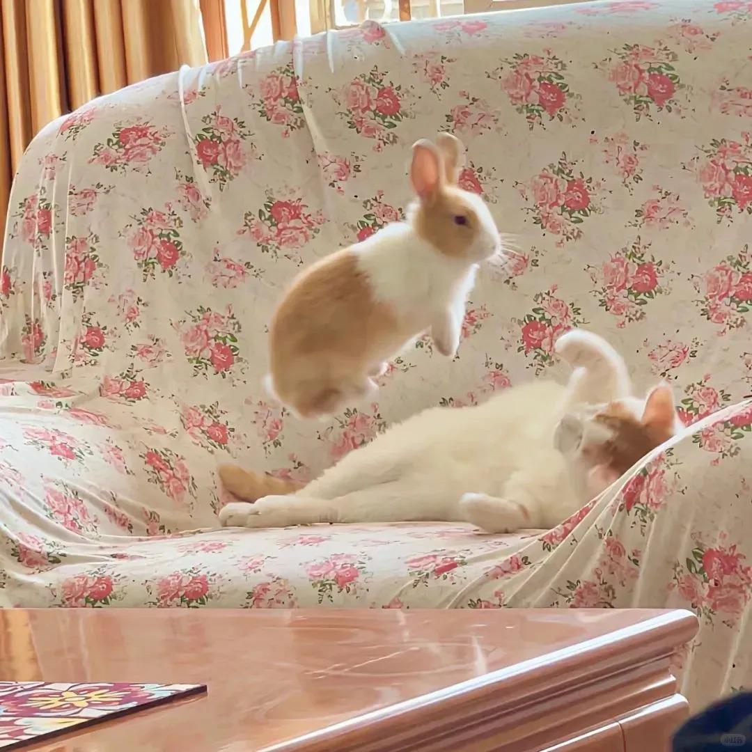 纯音・夕阳漫过的治愈瞬间