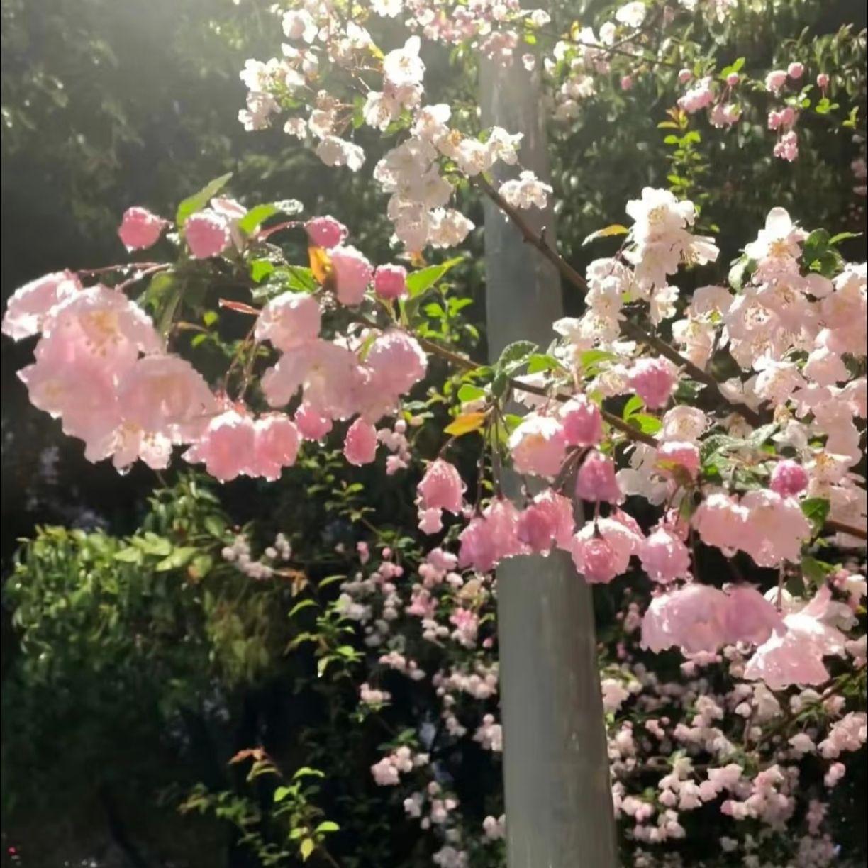 黎明的呼唤封面