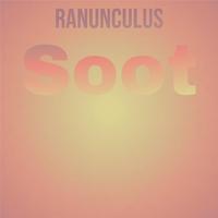 Ranunculus Soot