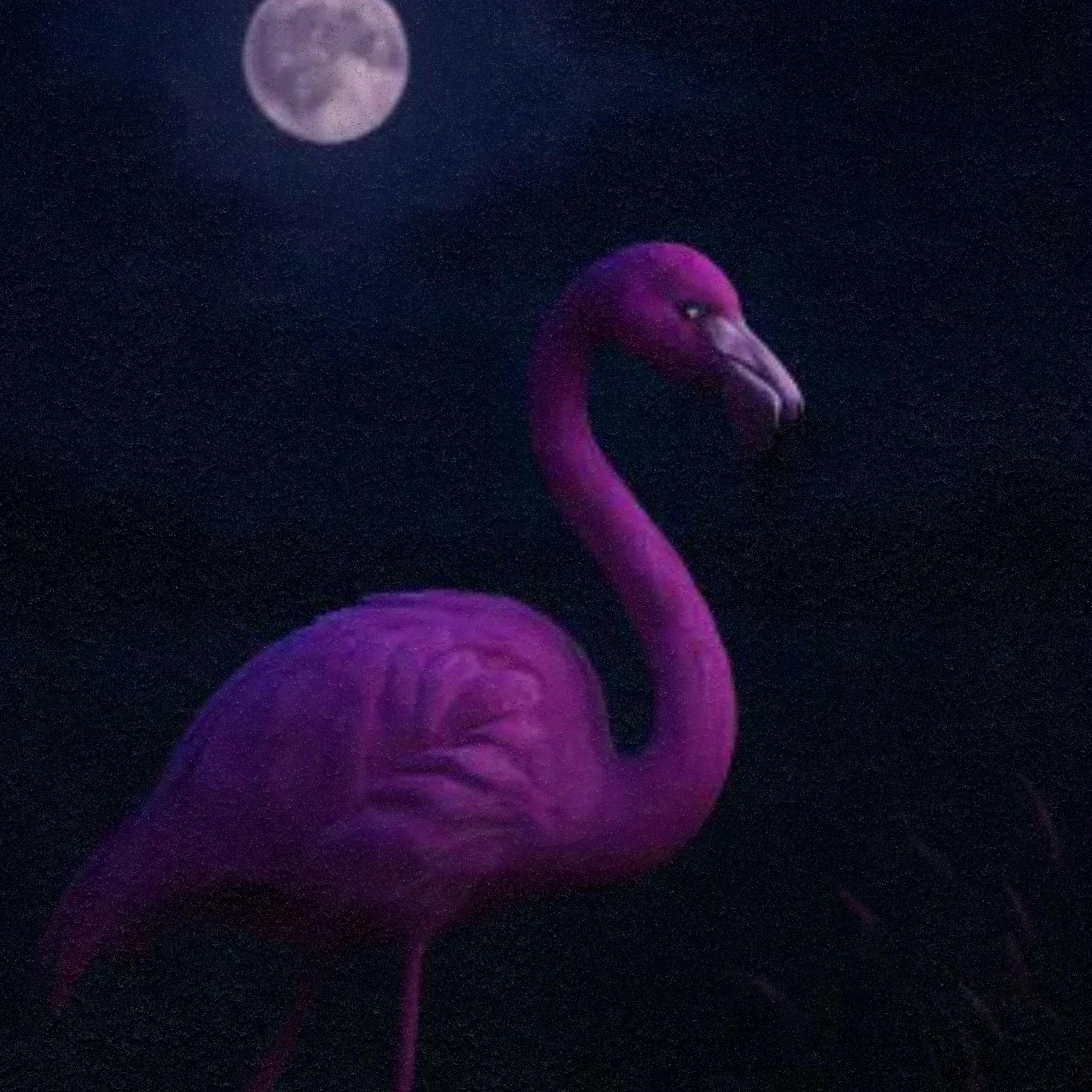Childish Flamingo