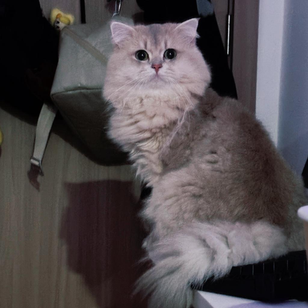 看你一头粉毛的Twistzz