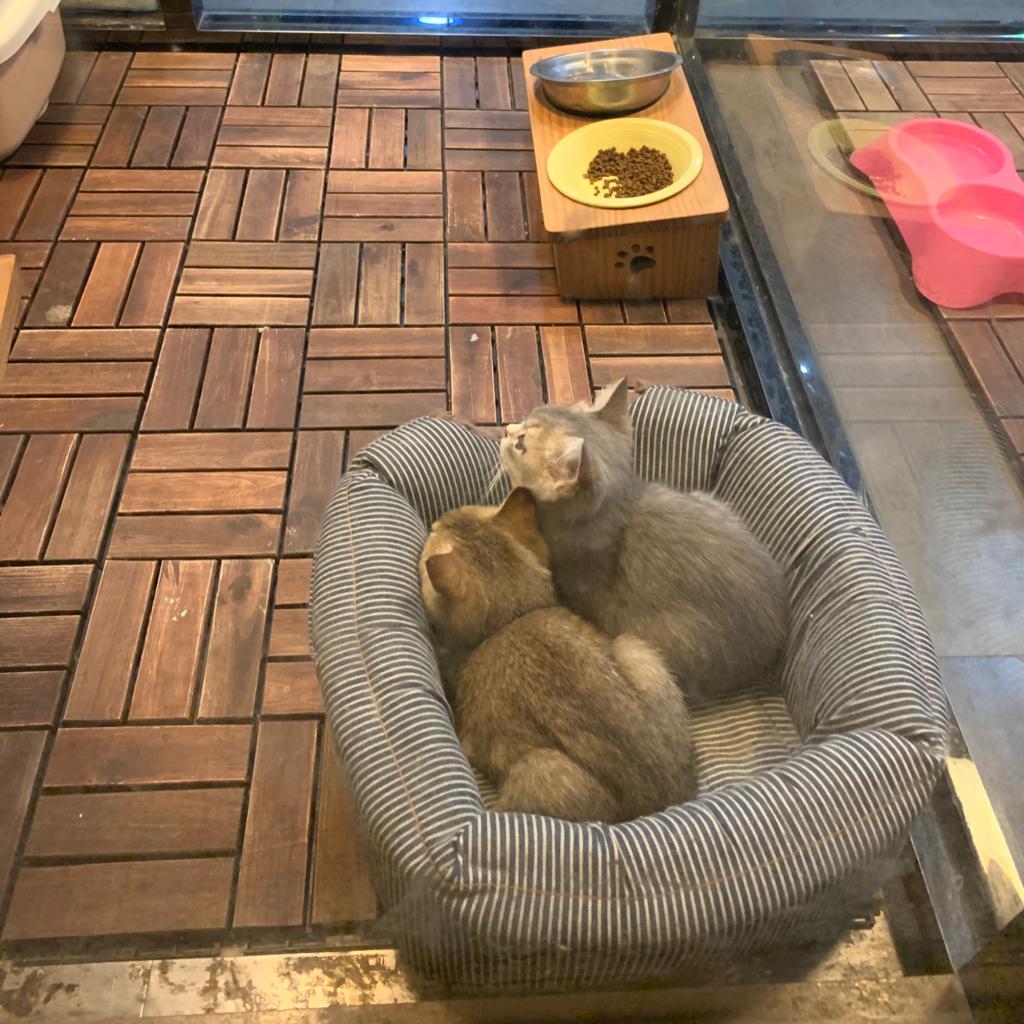 全网最舒服的jazz beat