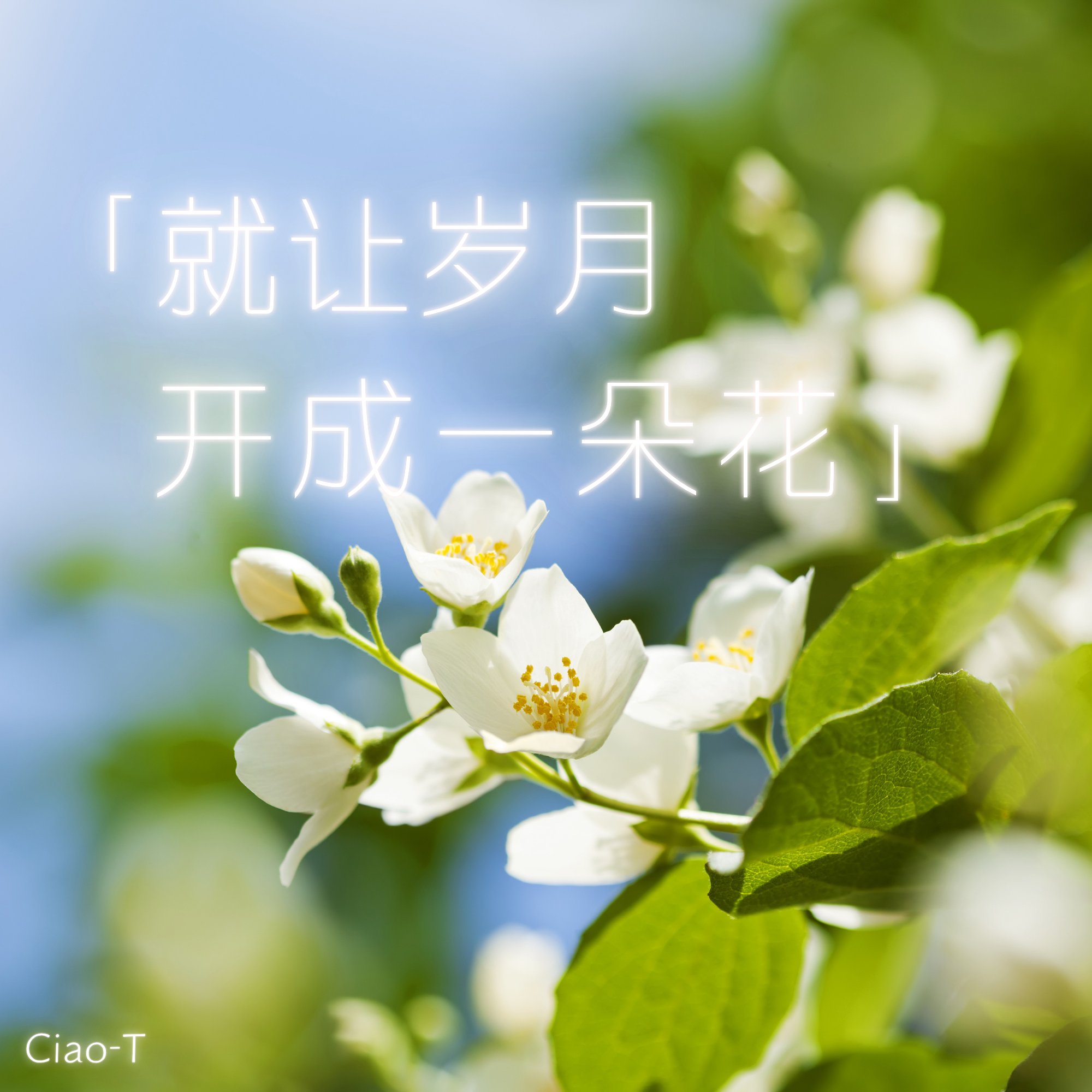 就让岁月开成一朵花（烟嗓版）封面