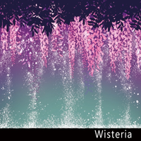 Wisteria