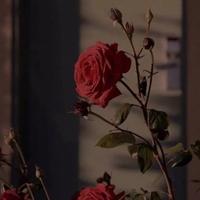 可惜.资料,可惜.最新歌曲,可惜.MV视频,可惜.音乐专辑,可惜.好听的歌