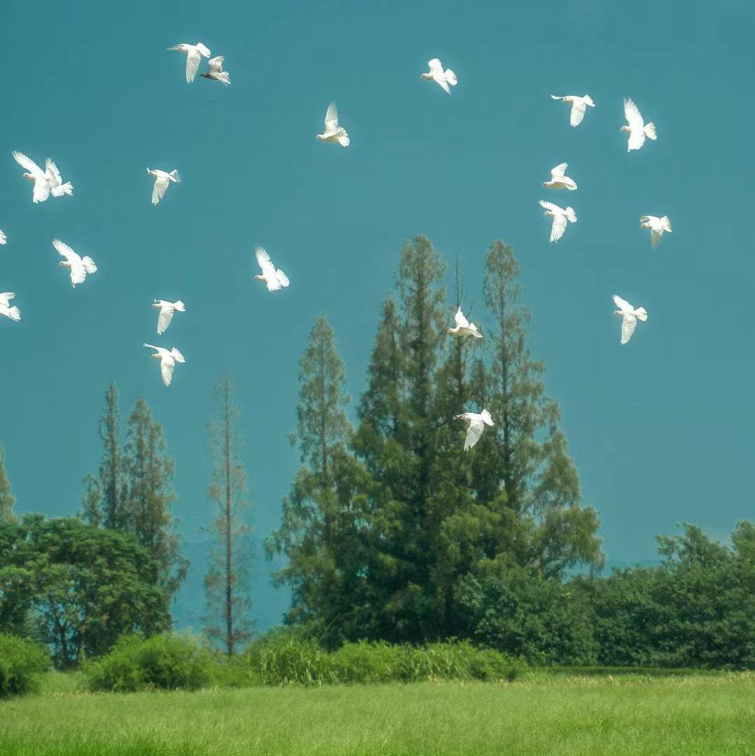 纯音乐/钢琴/吉他/小提琴