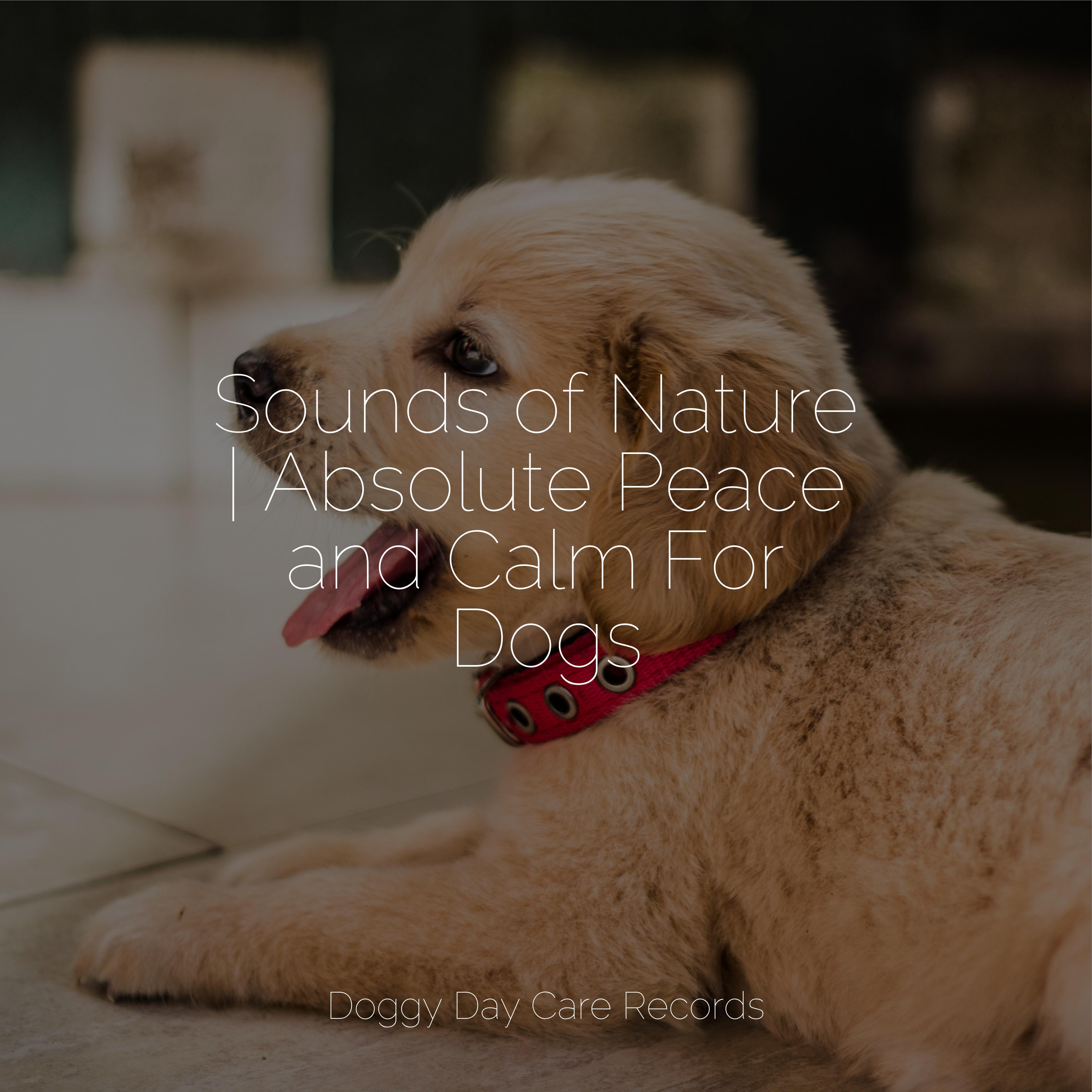 Image showcasing Ambience - Music for Calming Dogs/Jazz Music Therapy for Dogs/Calm ...