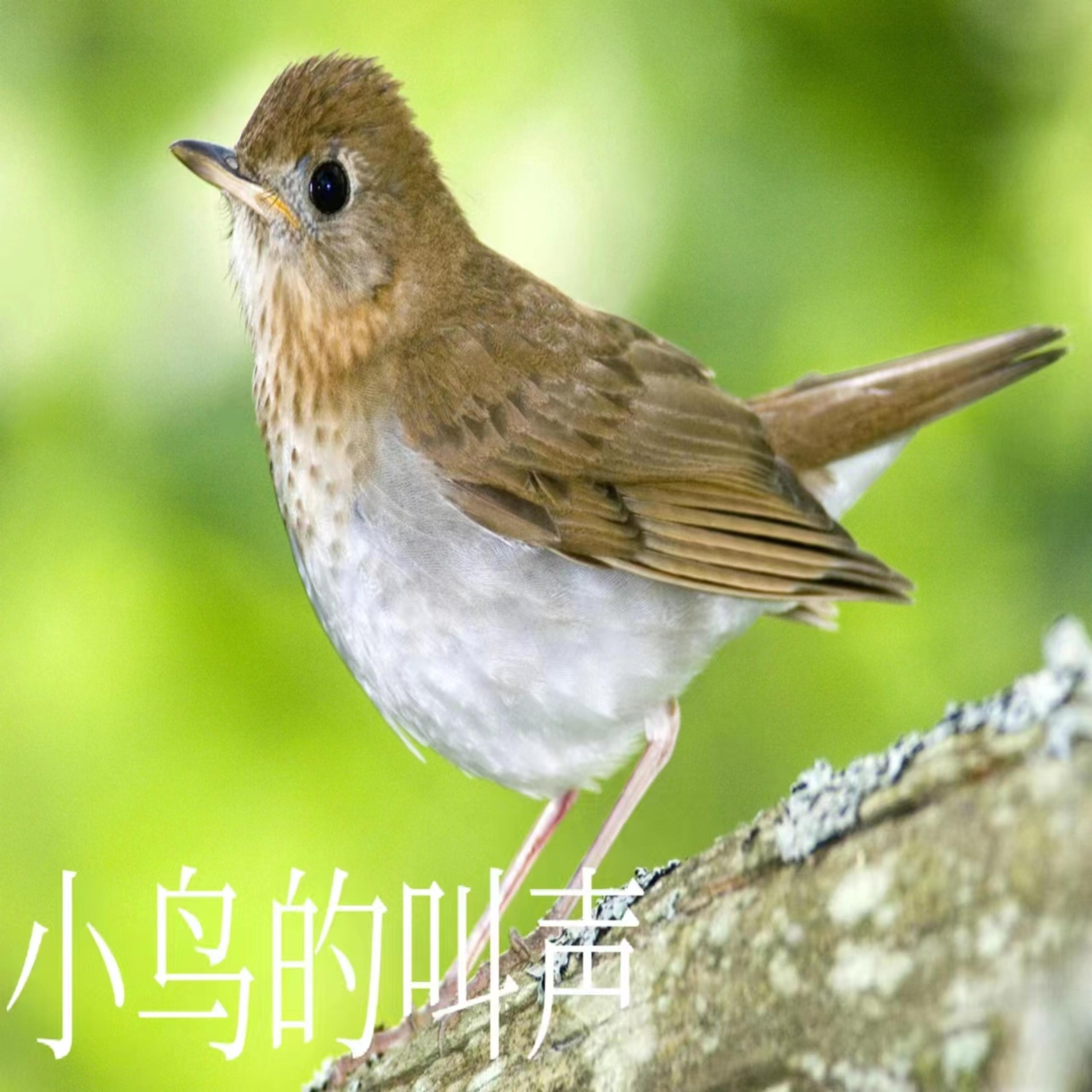 小鸟的叫声