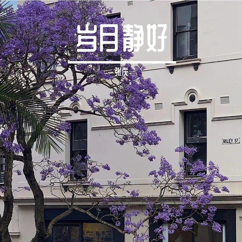 苍松暮霭封面