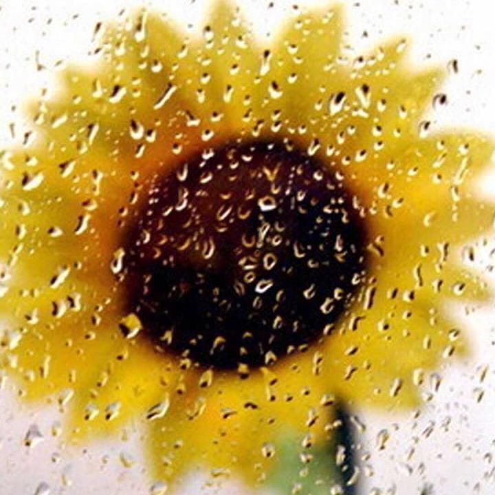 Fallin Flower(Cover by SEVENTEEN and Lauren Chen)（翻自 SEVENTEEN）