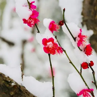雪雪