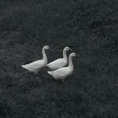 草履虫与牛肉汁