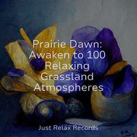 Prairie Dawn: Awaken to 100 Relaxing Grassland Atmospheres