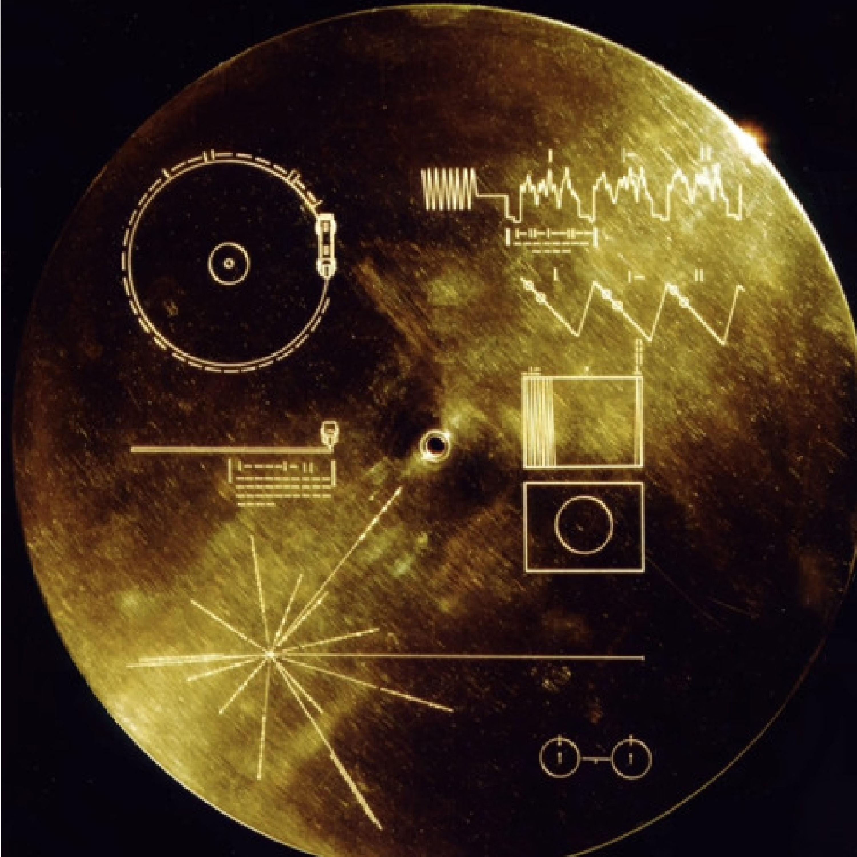 Bloodhound of Florencia