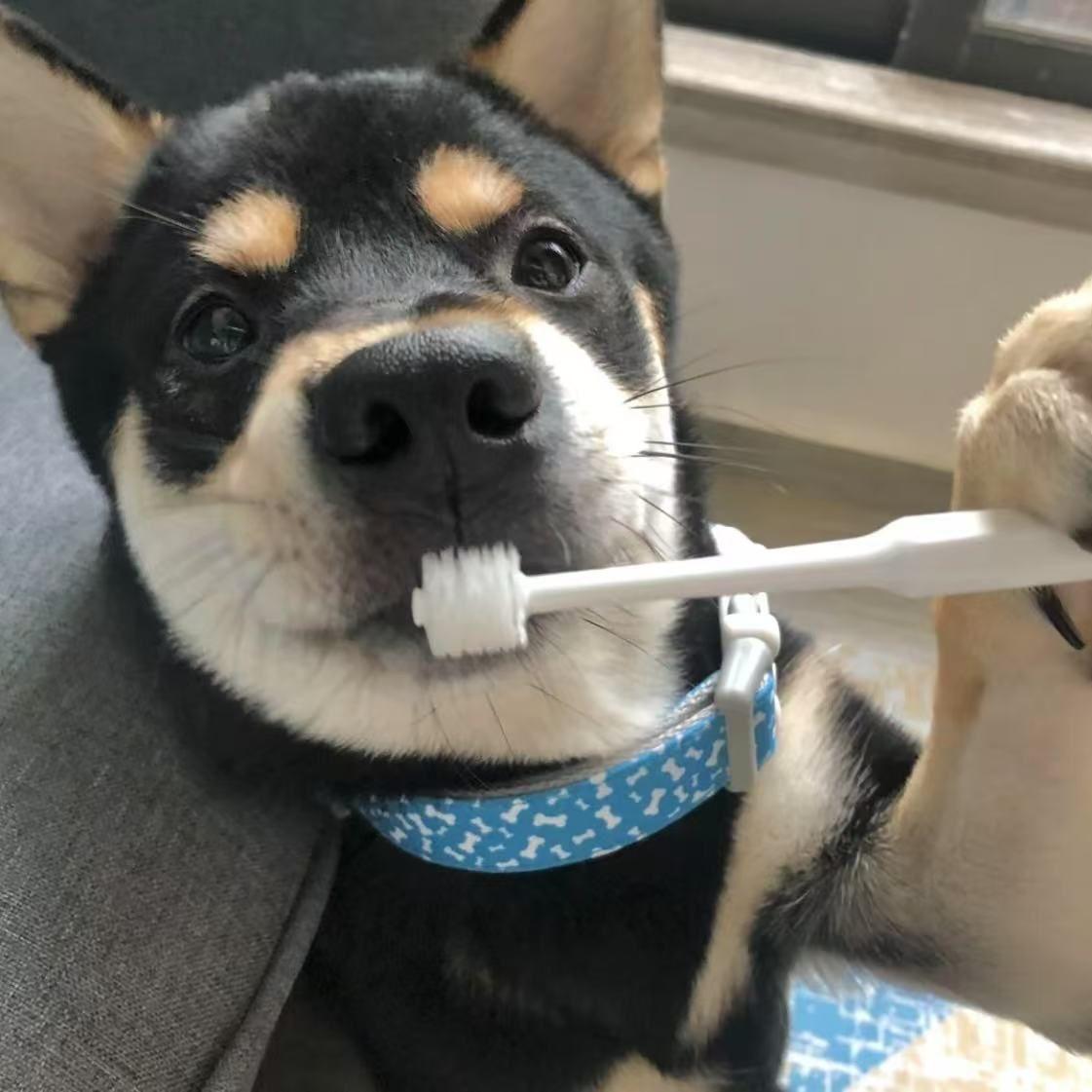 t 伴奏封面