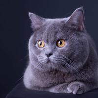 昊桑