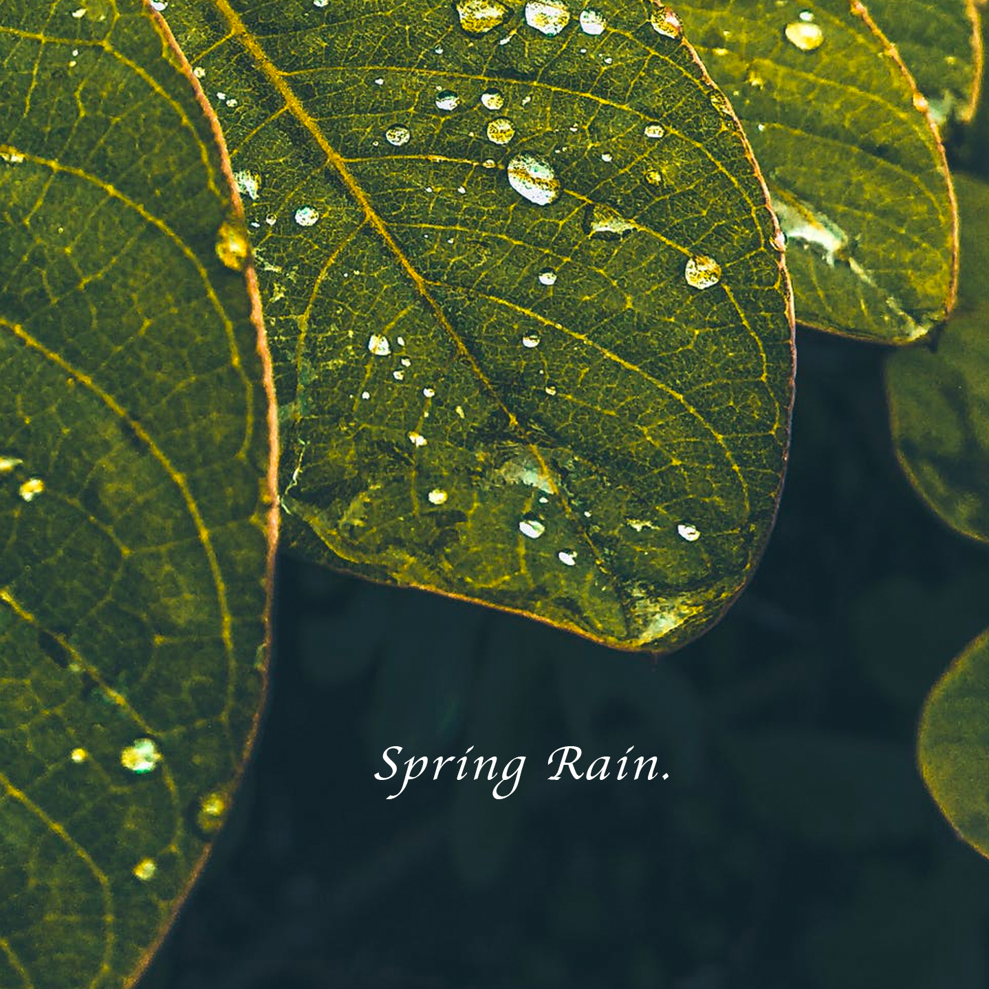Spring Rain