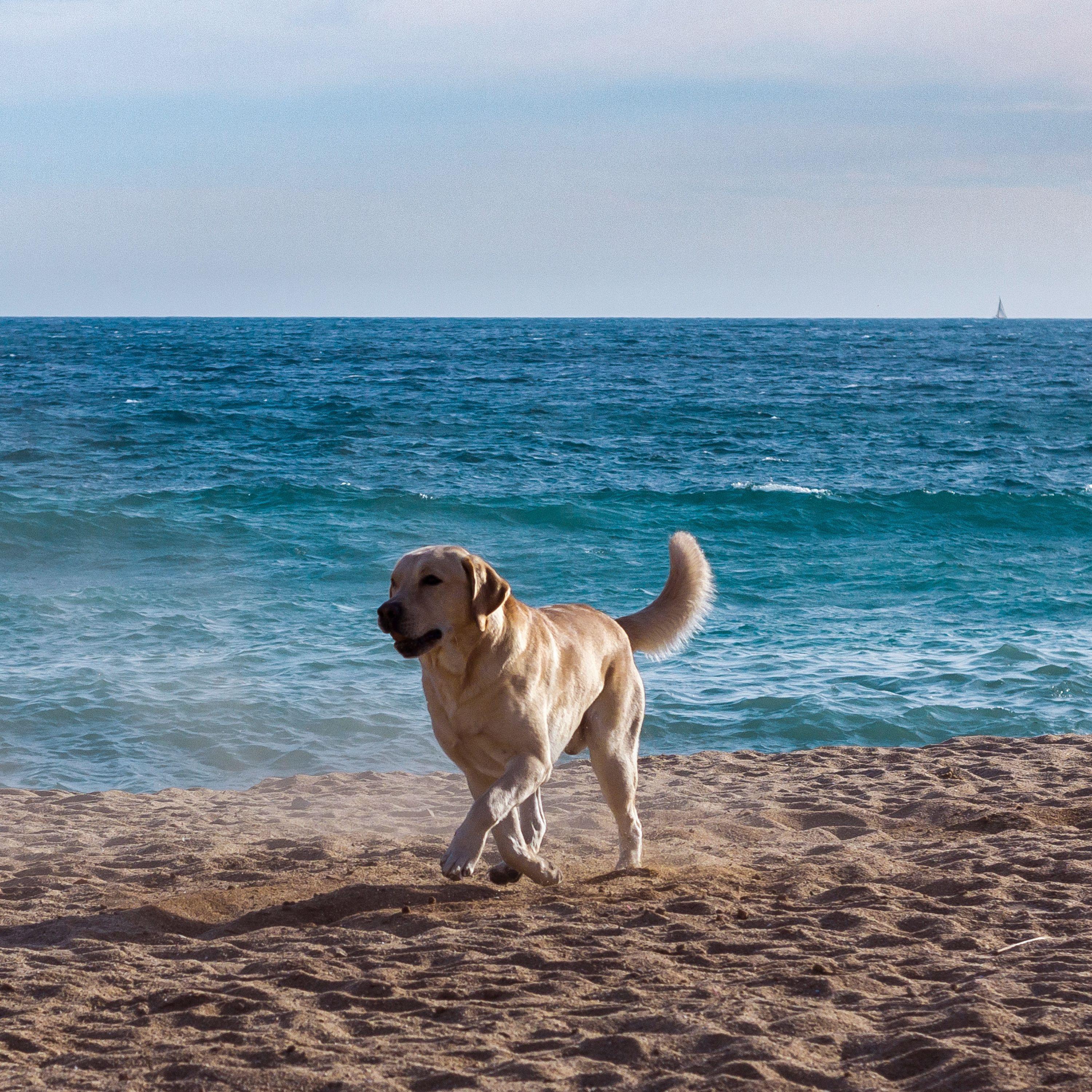 Beagle's Beachside Ballad_Binaural Collective_Canine Waves: A Binaural Serenade in Nature's Ocean for Dogs | 在线播放_Beagle's Beachside Ballad歌词_Beagle's Beachside Ballad下载 | 网易云音乐