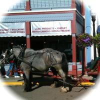 A Carrot for Kevin (Draft Horse Promenade)