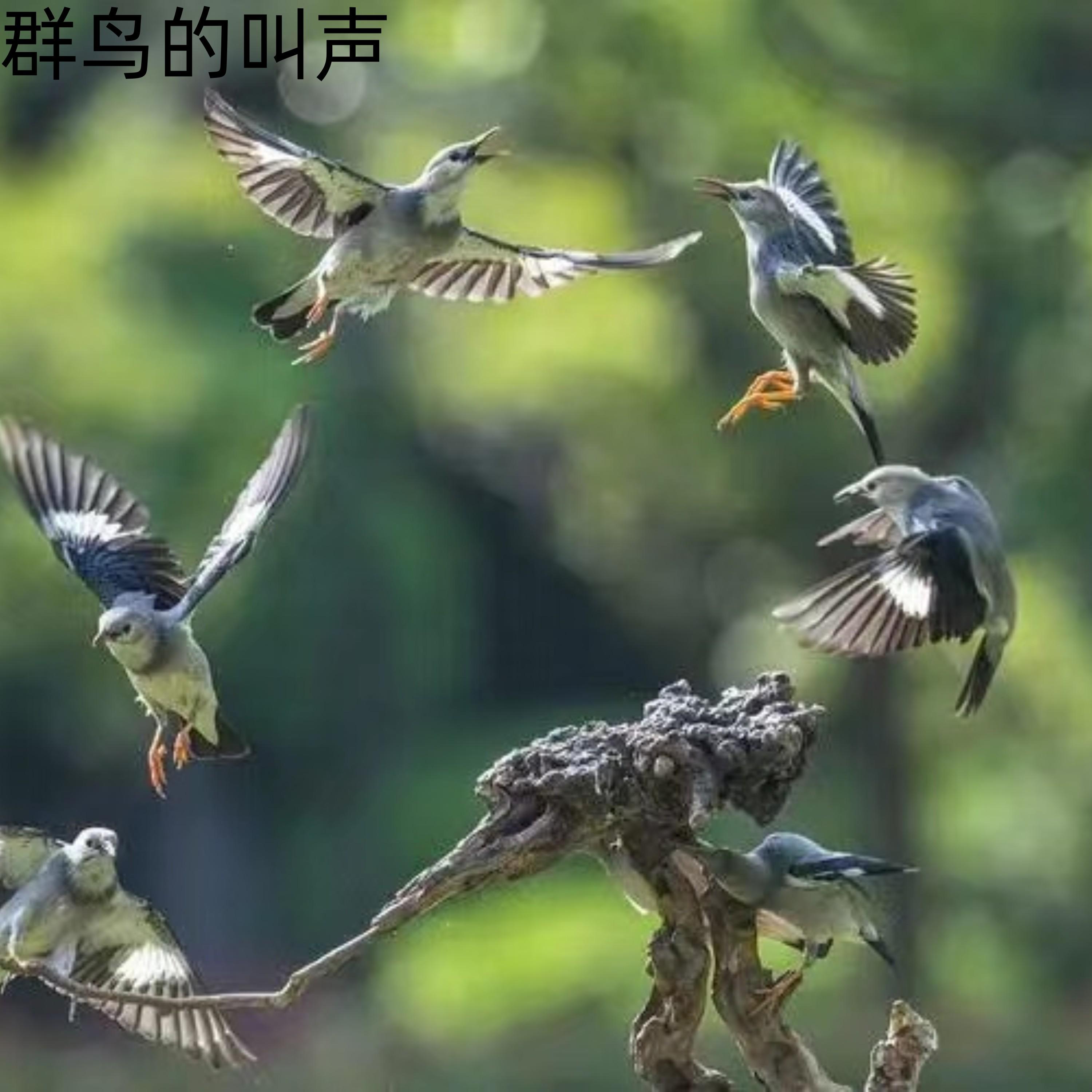 群鸟的叫声