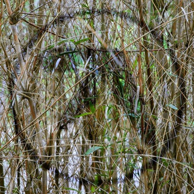 Millennial Aphex Twin