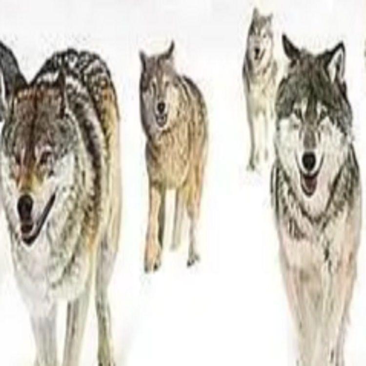 我为你唱一曲青衣