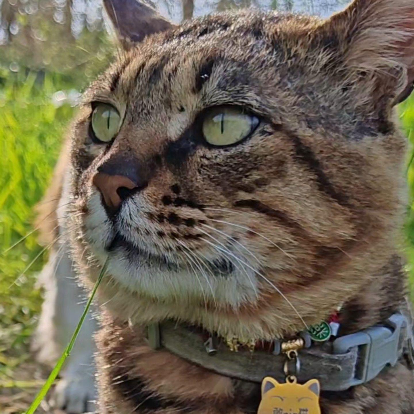 兽人永不为奴(immortal)