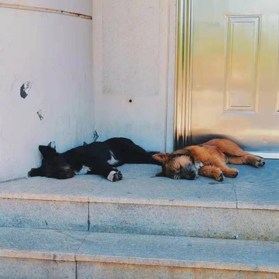 周五了周五猪宝