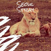 Seoul Stray