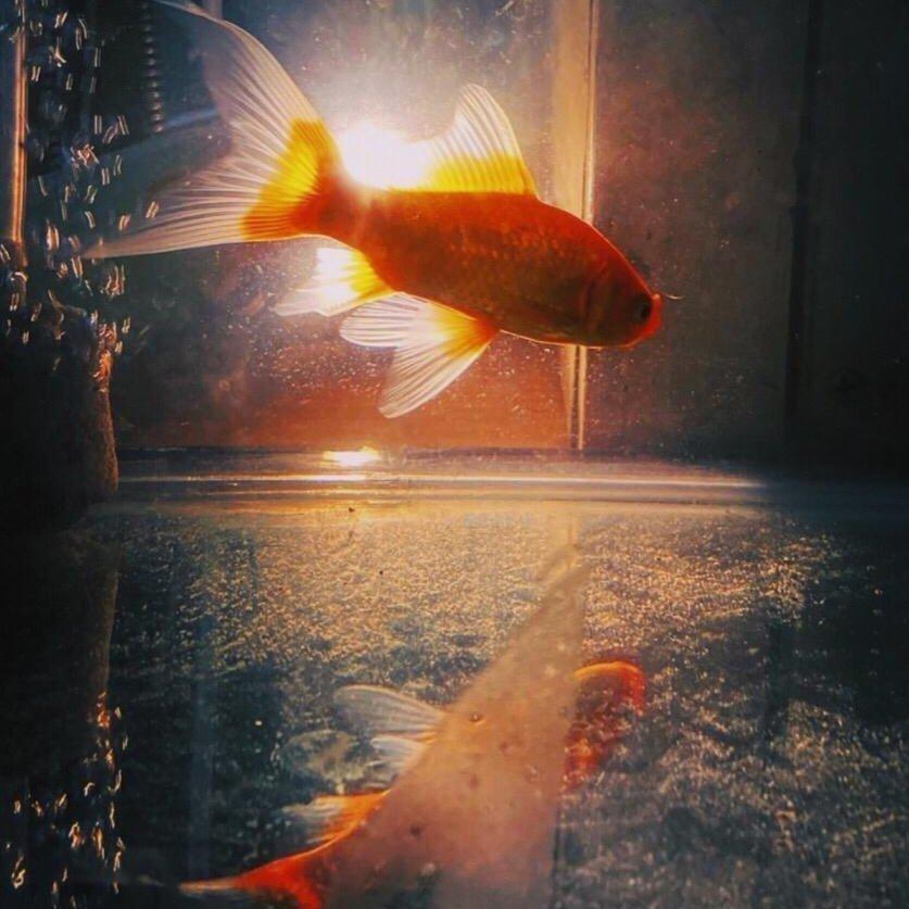 不是所有的鱼都会生活在同一片海里