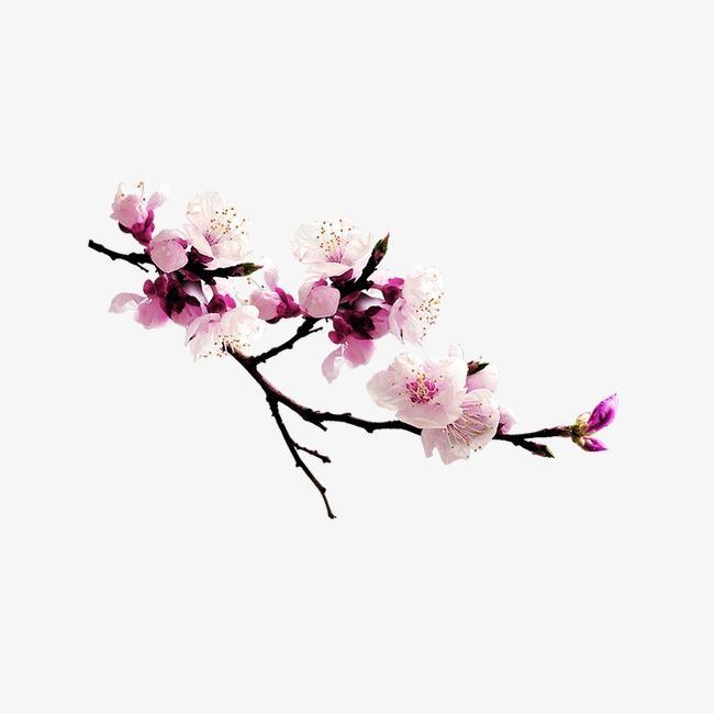 每年桃花开的时候（完整版）封面