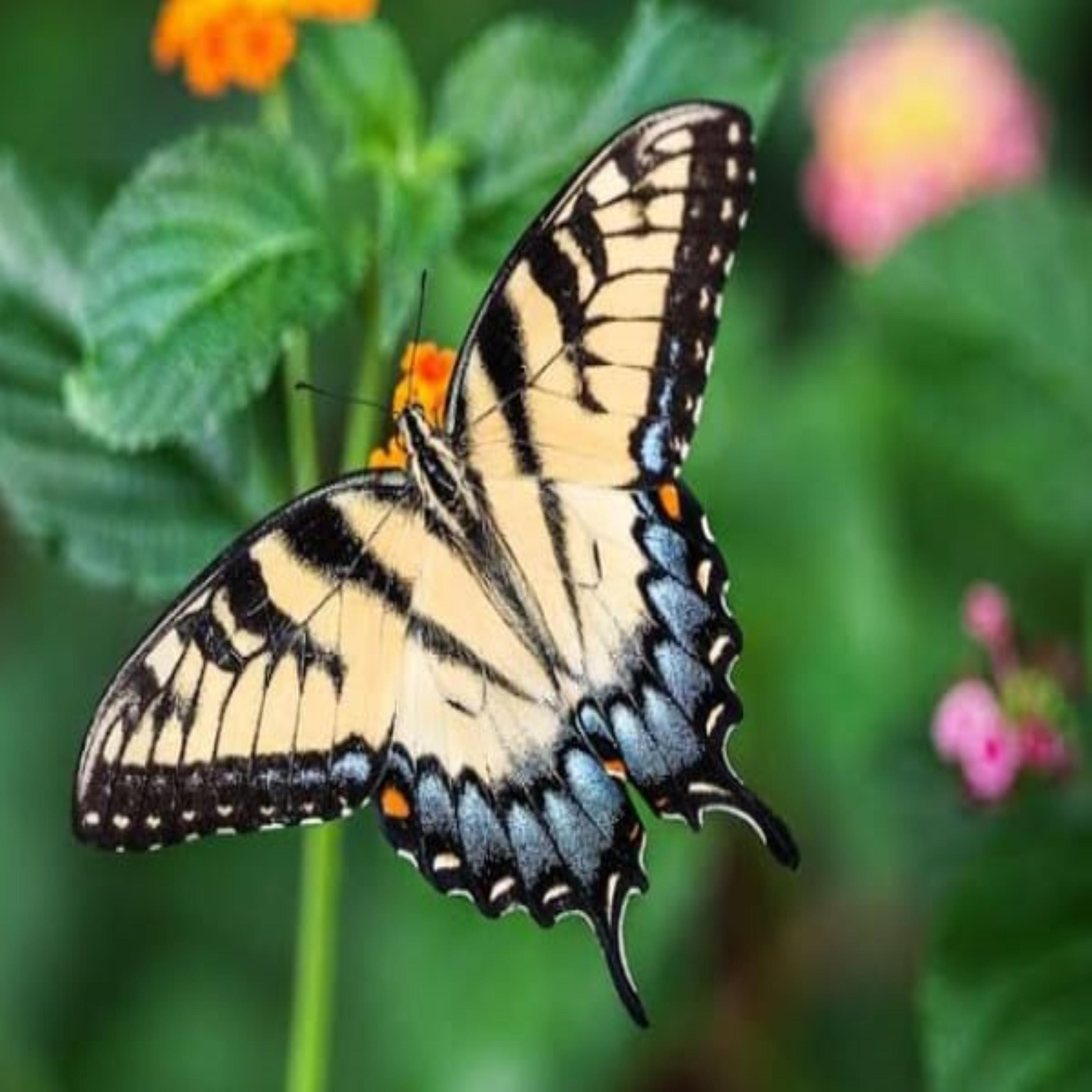 A FEMALE GHOST COMES