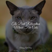 The Best Relaxation Music For Cats