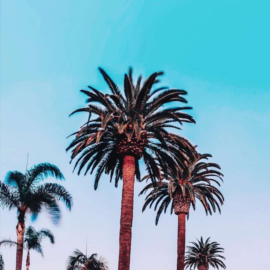 梦中小路封面