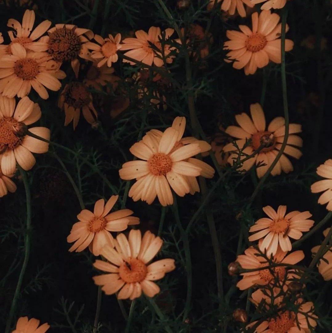 希望深海鱼也能到浅海边