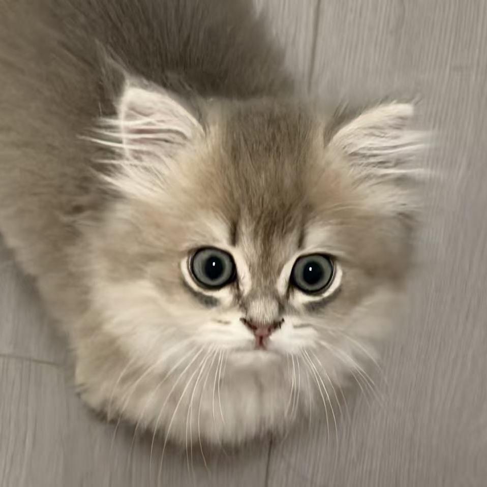 瓜蛋摇