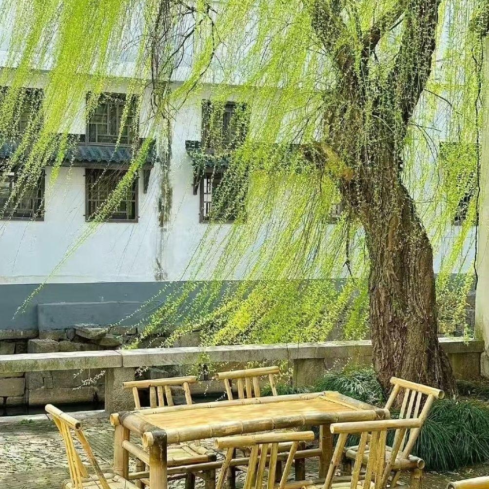 蝉鸣唤醒的树封面