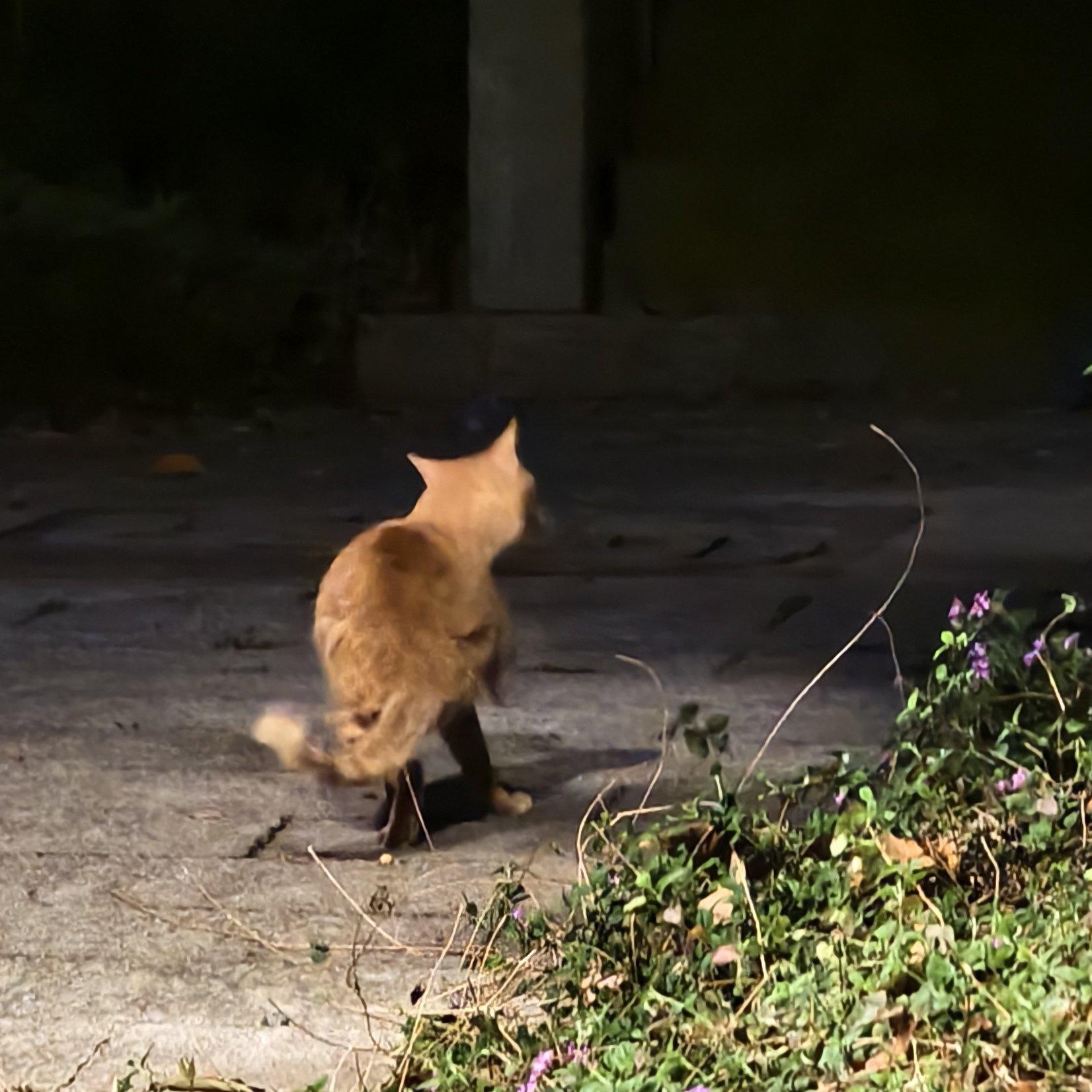 我踏架脚车牵条猪