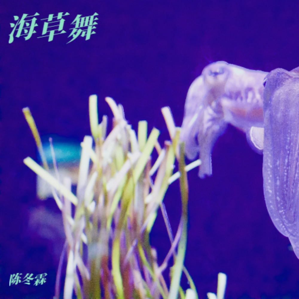 海草舞封面