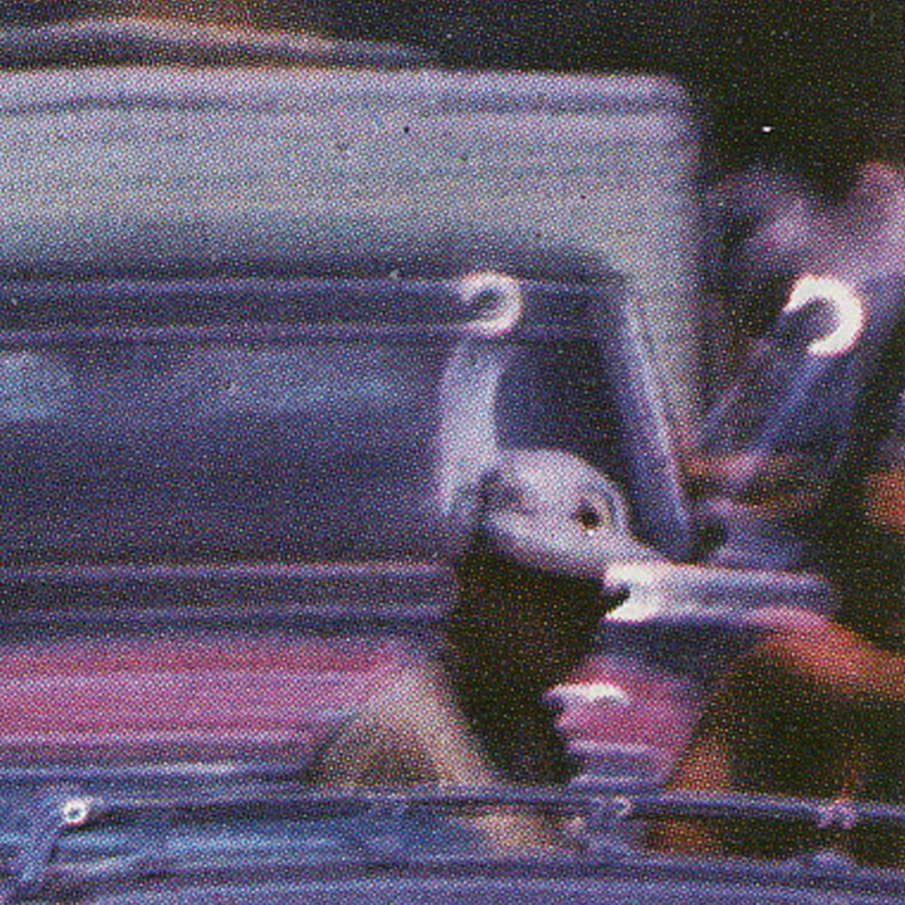 dear jason molina (26.3.2026)