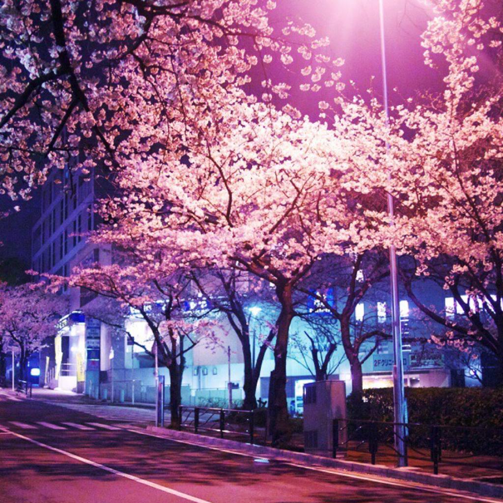 【さくら】 桜 /Sakura/Cherry tree