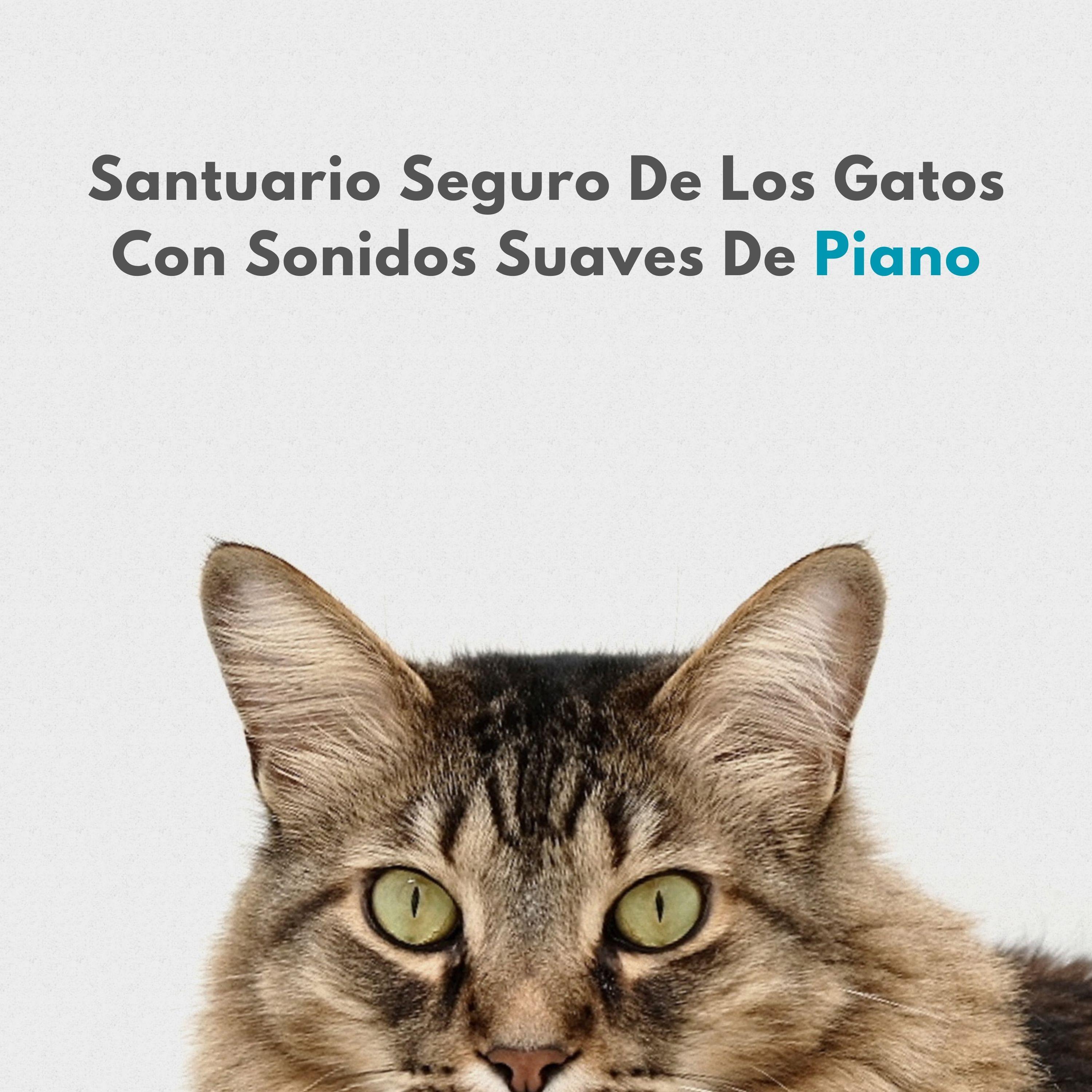 Medley De Piano Para La Relajación Del Gato_Alegre Musica de Piano_Santuario Seguro De Los Gatos Con Sonidos Suaves De Piano | 在线播放_Medley De Piano Para La Relajación Del Gato歌词_Medley De Piano Para La Relajación Del Gato下载 | 网易云音乐