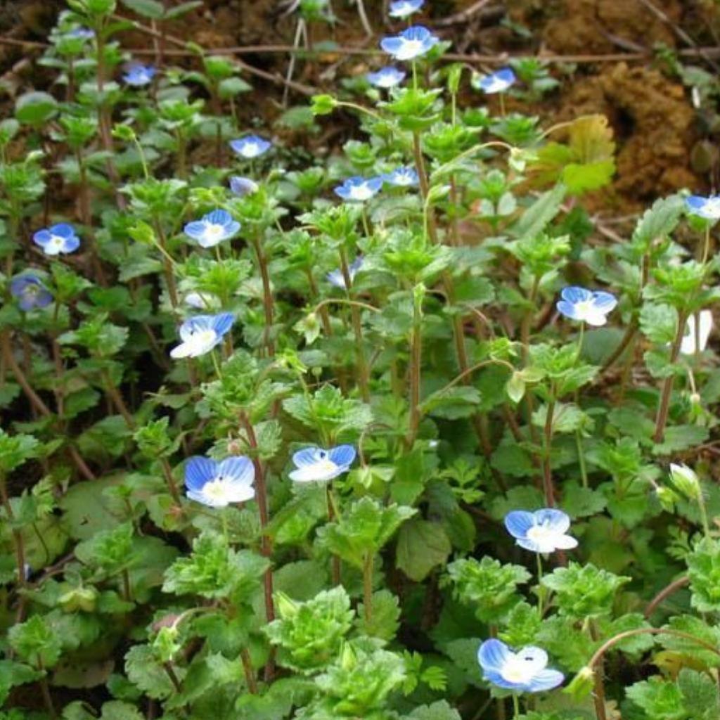 Melodies for Veronica