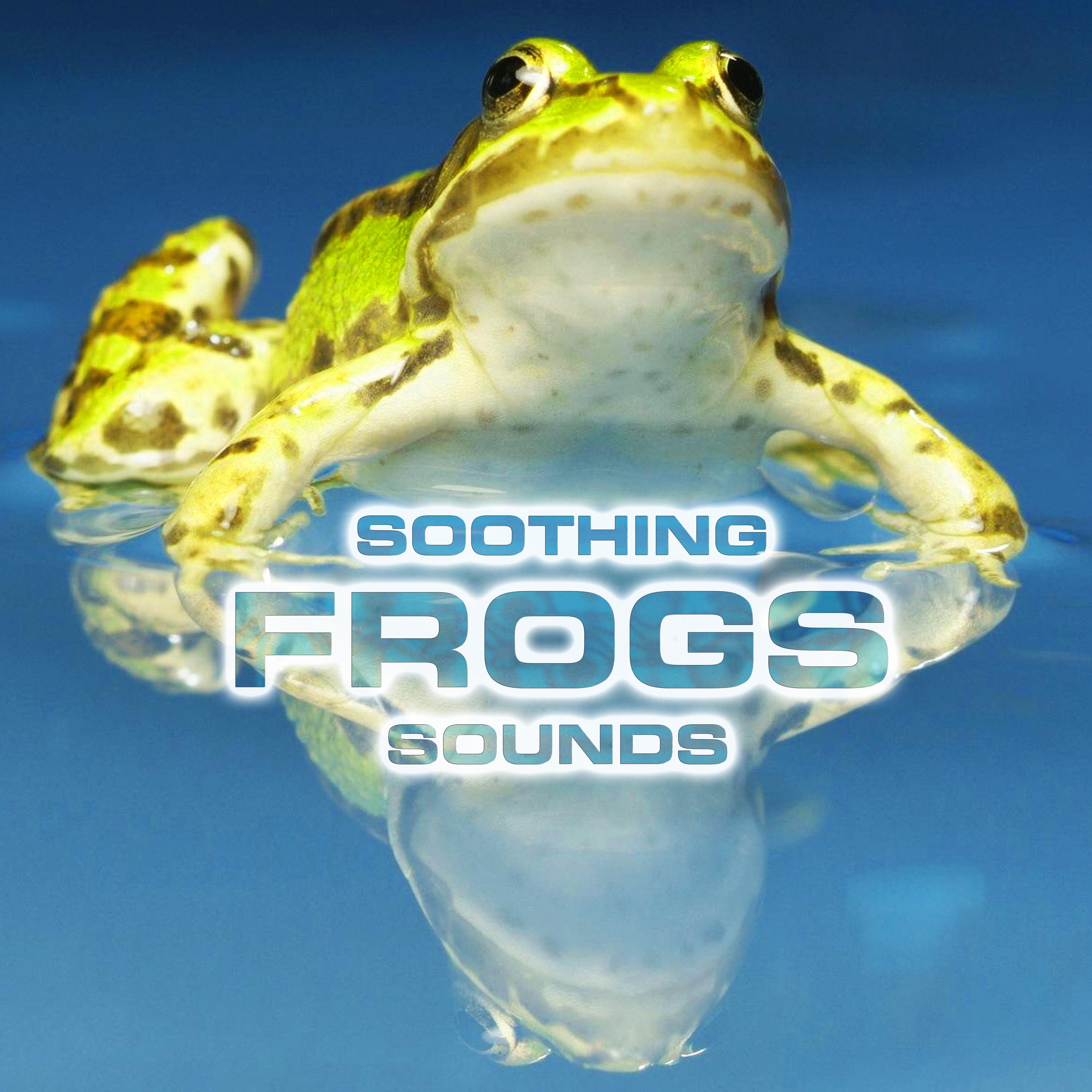  The Ultimate Guide to Frogs as Pets: Everything You Need to Know About Caring for Your Amphibious Companion