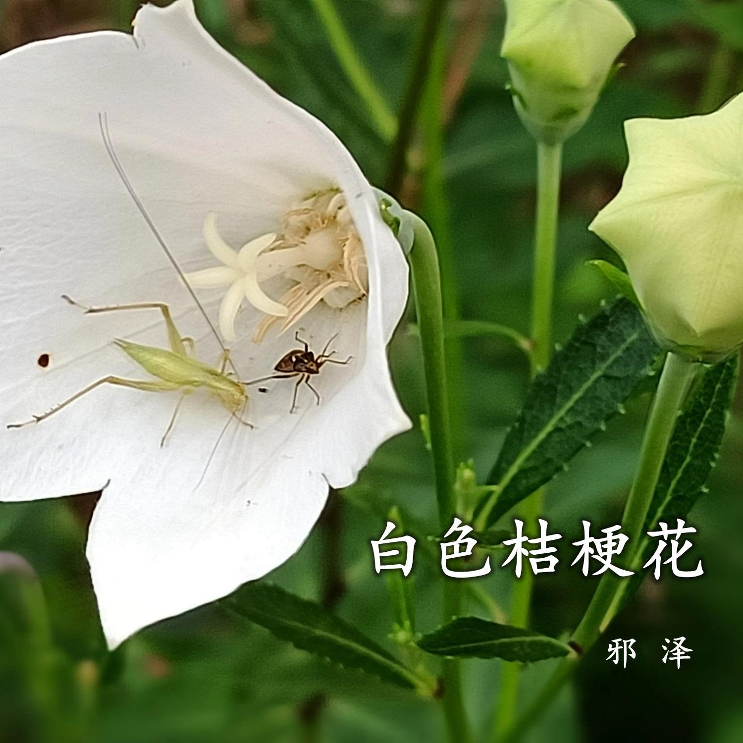 白色桔梗花封面