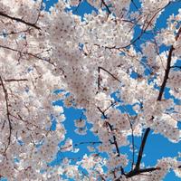 Revemont资料,Revemont最新歌曲,RevemontMV视频,Revemont音乐专辑,Revemont好听的歌