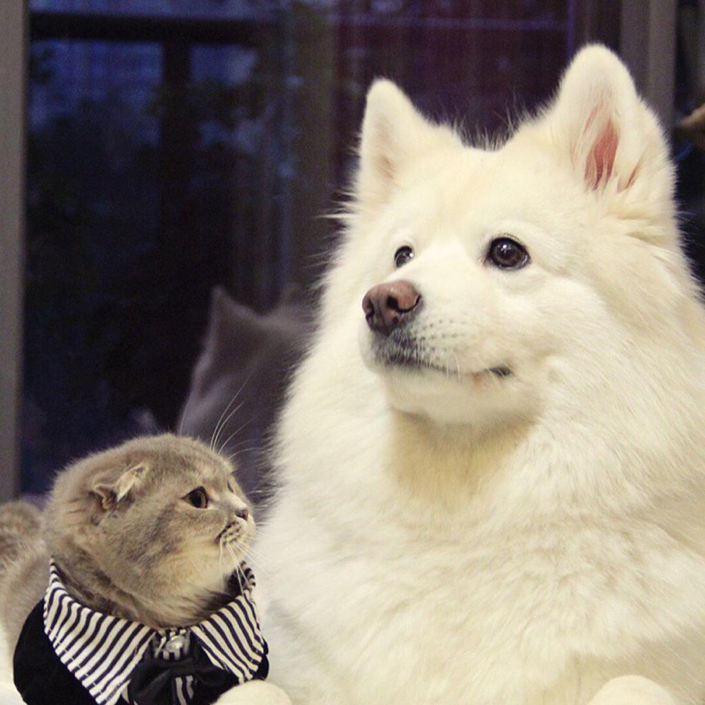 工作学术丨论文背单词看书画图加班 纯音乐