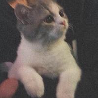 小猫不够努力