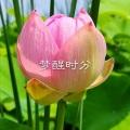 美了美了 (DJ版)封面