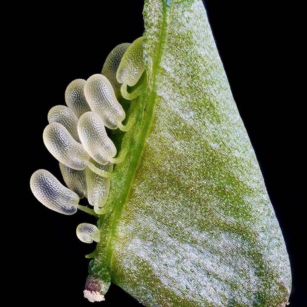 爱 是 一 片 沼 泽 （instrumental）